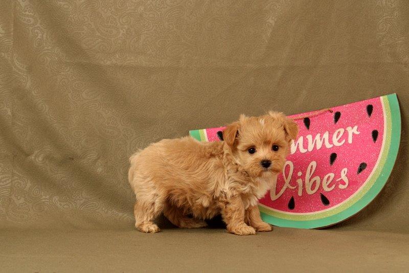 puppy, for, sale, Maltipoo, Matthew B. Stoltzfus, dog, breeder, Gap, PA, dog-breeder, puppy-for-sale, forsale, nearby, find, puppyfind, locator, puppylocator, aca